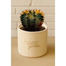 Haangarden Gymnocalycium Variegata / Kaktüs