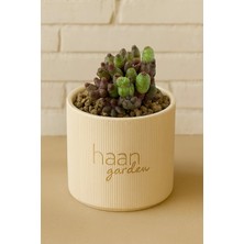 Haangarden Mammillaria Bocasana Fred. / Kaktüs