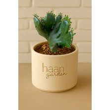 Haangarden Euphorbia Leucodendron Cristat / Kaktüs