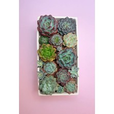 Haangarden Echeveria Mix