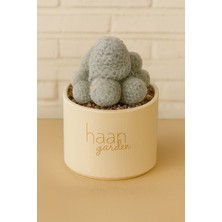 Haangarden Mammillaria Humboldtii / Kaktüs