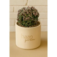 Haangarden Mammillaria Spinosissima / Kaktüs