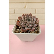 Haangarden Echeveria Ssp
