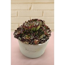 Haangarden Echeveria Bolognese Rose