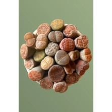 Haangarden Lithops Ssp