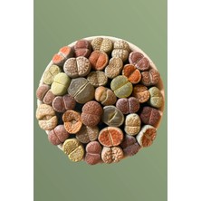 Haangarden Lithops Ssp