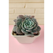 Haangarden Echeveria Ssp
