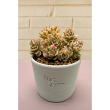 Haangarden Echeveria Deren Oliver Variegata