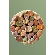 Haangarden Lithops Ssp