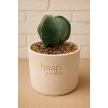 Haangarden Myriostigma Tricostatum Nudum / Kaktüs