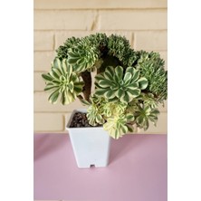 Haangarden Aeonium Ssp