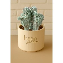 Haangarden Mammillaria Ssp Variegata/ Kaktüs