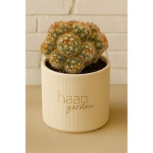 Haangarden Mammillaria Elongata