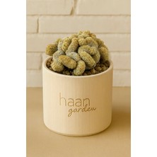 Haangarden Mammillaria Elongata Cristata / Kaktüs