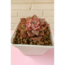 Haangarden Echeveria Ssp
