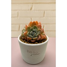 Haangarden Echeveria Caramel Apparition