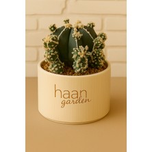 Haangarden Astrophytum Myriostigma Hakujo / Kaktüs