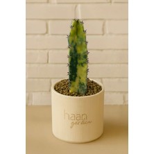 Haangarden Jusperti Variegata