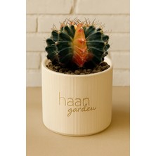 Haangarden Gymnocalycium Variegata / Kaktüs