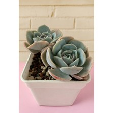 Haangarden Echeveria Blue Suprise