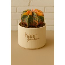 Haangarden Gymnocalycium Variegata / Kaktüs