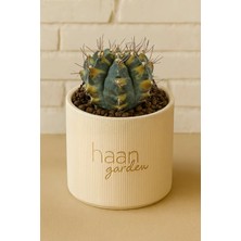 Haangarden Gymnocalycium Sepia B / Kaktüs