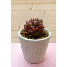 Haangarden Echeveria Ssp