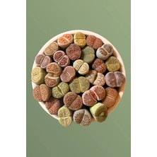 Haangarden Lithops Ssp