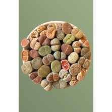 Haangarden Lithops Ssp