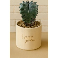 Haangarden Myriostigma Kikko / Kaktüs