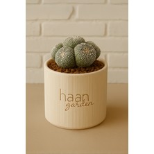 Haangarden Asterias Cluster / Kaktüs