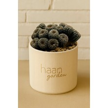 Haangarden Frailea Pygmaea Gloriosa / Kaktüs