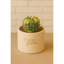 Haangarden Astrophytum Asterias Ooibo Variegata / Kaktüs