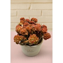 Haangarden Echeveria Rolly