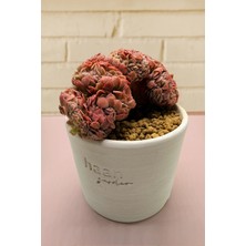 Haangarden Echeveria Berry Cristata