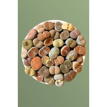 Haangarden Lithops Ssp