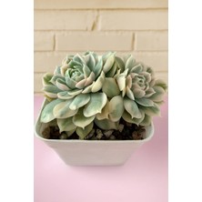 Haangarden Echeveria Onslow Variegata
