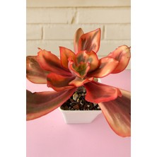 Haangarden Echeveria Flamingo Variegata