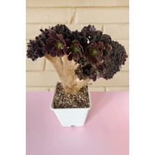 Haangarden Aeonium Ssp