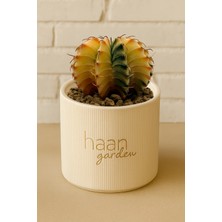 Haangarden Gymnocalycium Variegata / Kaktüs