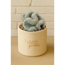 Haangarden Mammillaria Leninghausii F. Cristata / Kaktüs