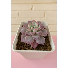 Haangarden Echeveria Ssp
