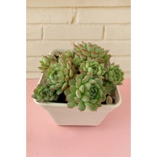 Haangarden Echeveria Ssp