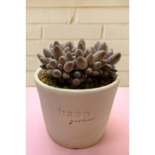 Haangarden Pachytum Croissunt