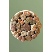 Haangarden Lithops Ssp