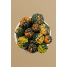 Haangarden Astrophytum Asterias Variegata / Kaktüs