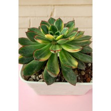 Haangarden Echeveria Polidonis Variegata