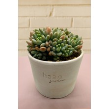 Haangarden Echeveria Rococo