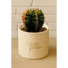 Haangarden Gymnocalycium Variegata / Kaktüs