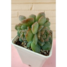Haangarden Echeveria Ssp